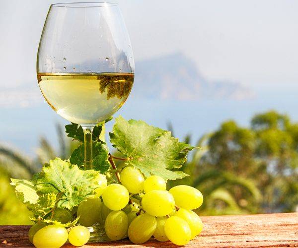 Discover the Flavours of Croatian Wines