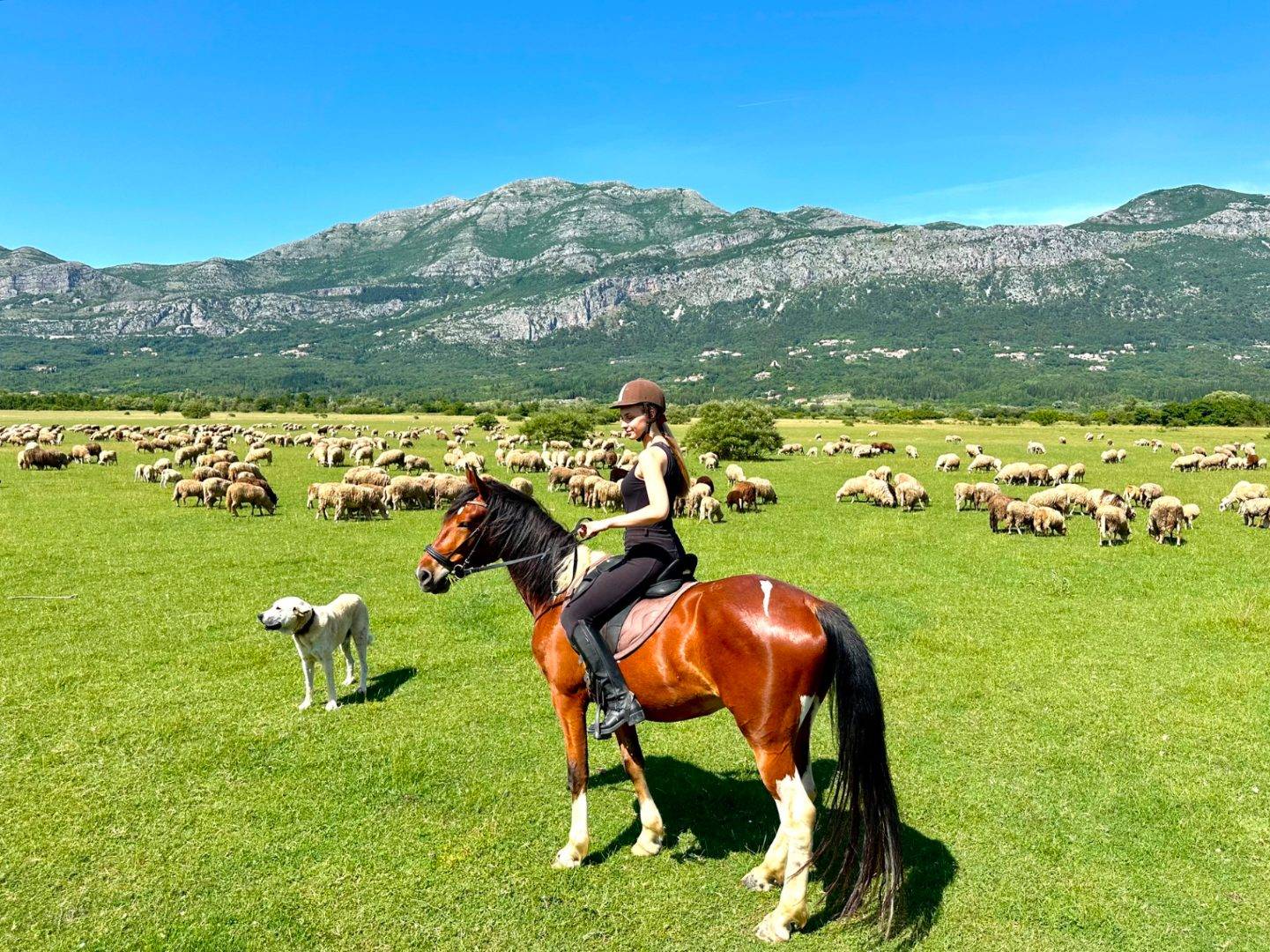 group activity horses photo