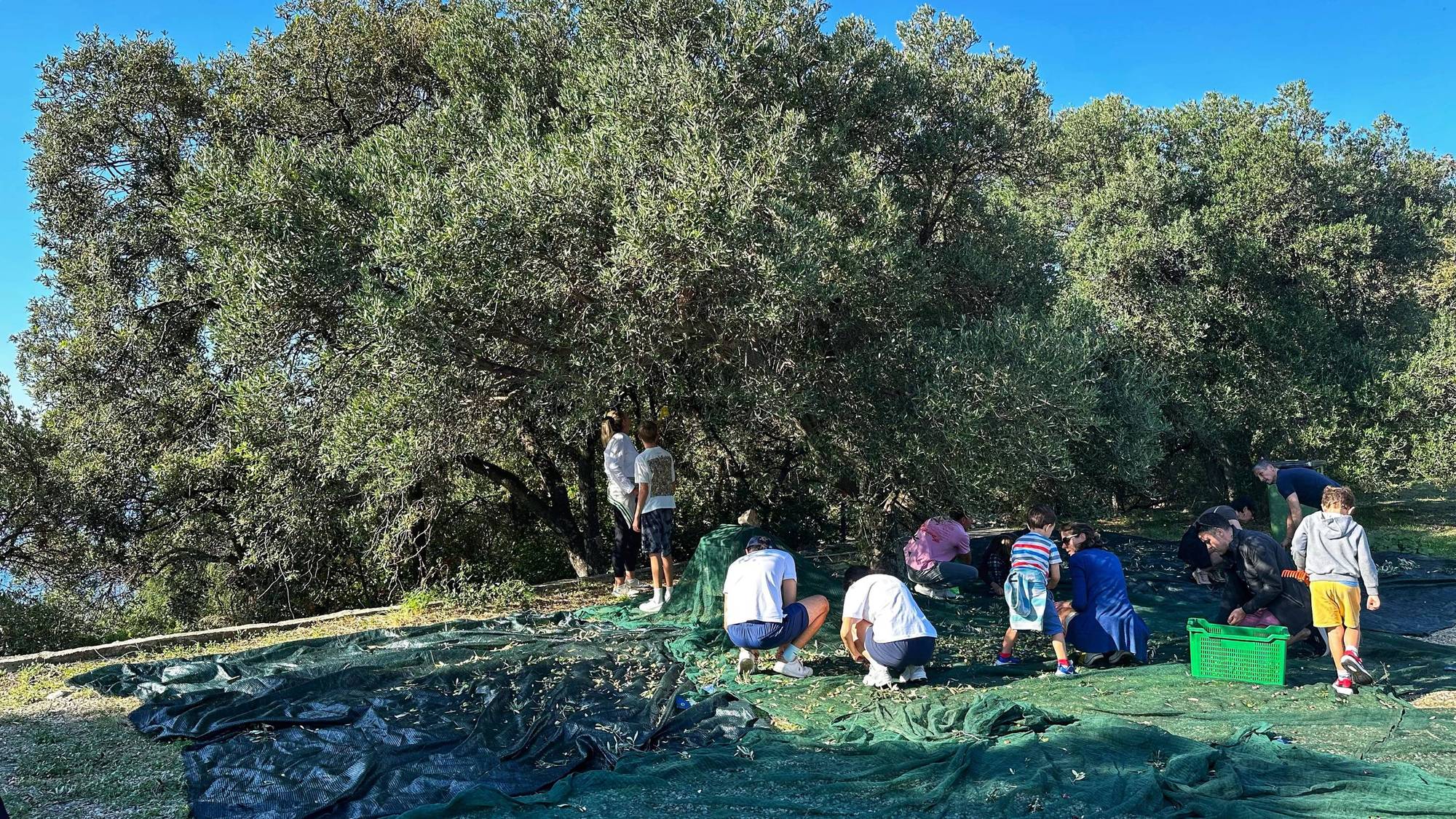 Olive Harvest